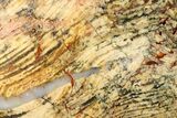 Polished Strelley Pool Stromatolite Slab - Billion Years Old #273560-1